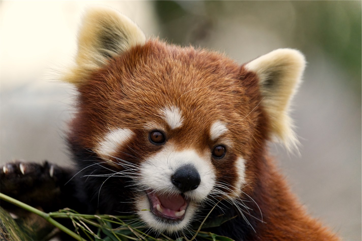 Red Panda 3 0219